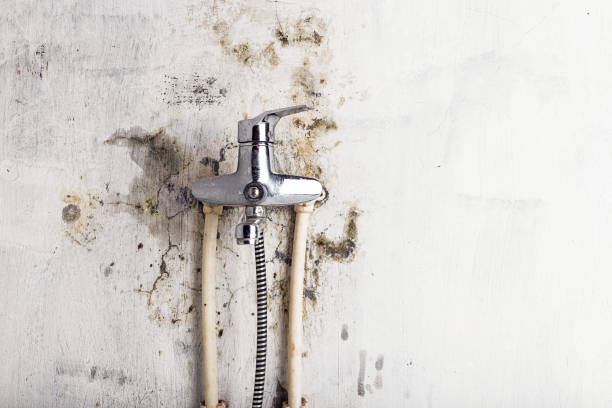 Best Mold Remediation  in Claryville, KY