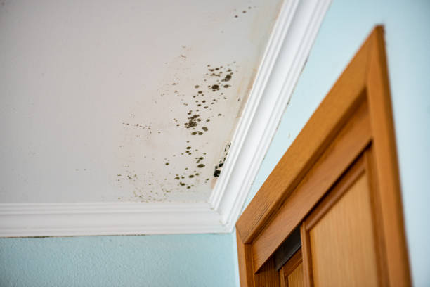 Home Mold Removal in Claryville, KY