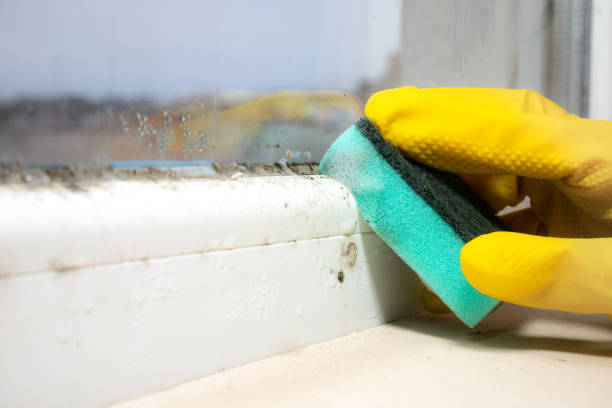 Mold Removal and Inspection in Claryville, KY