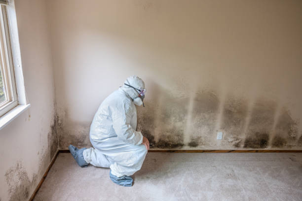 Best Toxic Mold Removal  in Claryville, KY