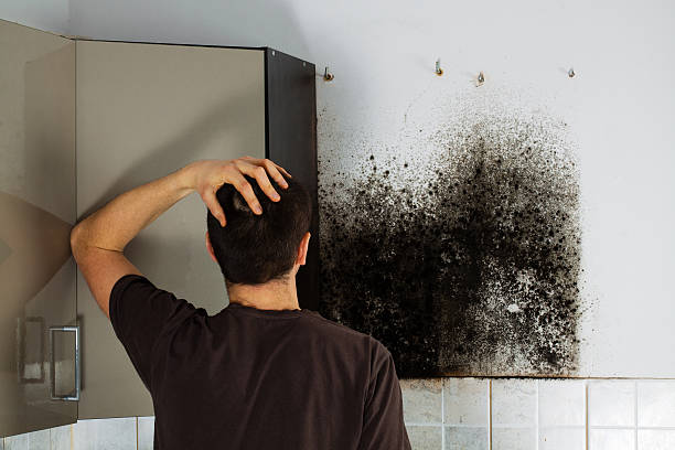 Best Mold Cleaning Services  in Claryville, KY